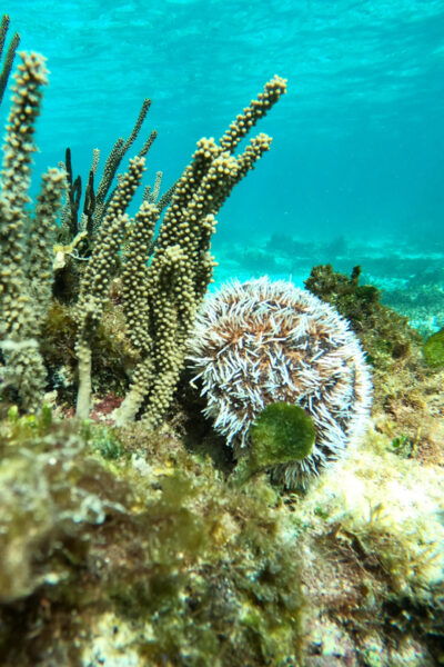 SNORKEL IN TULUM REEF, BOAT RIDE AND CALETA - Meeting Point