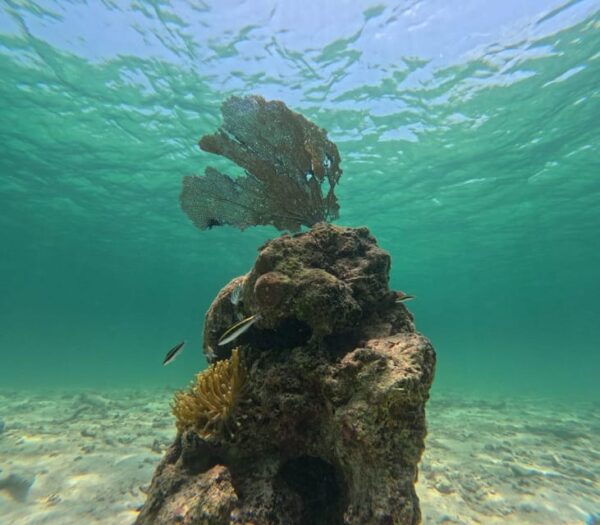 SNORKEL IN TULUM REEF, BOAT RIDE AND CALETA - Frequently Asked Questions