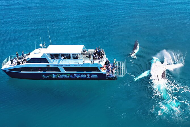 Snorkel, Kayak, and Swim With Whales on Fraser Island - Additional Information and Requirements