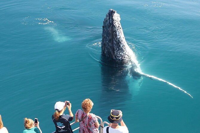 Snorkel, Kayak, and Swim With Whales on Fraser Island - Common Questions