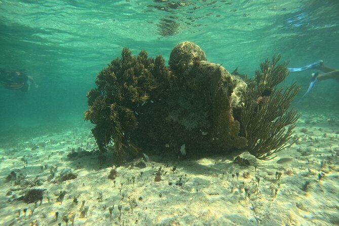 Snorkel Paradise Cancun 5 in 1 For Non Swimmers - Authentic Insights from Reviewers