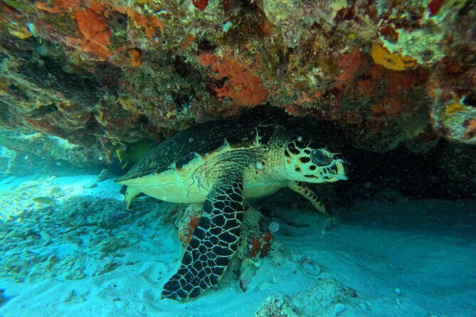 Snorkel Paradise Cancun 5 in 1 For Non Swimmers - The Sum Up