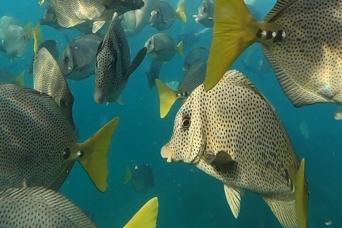 Snorkel & Sunset Sail in Cabo San Lucas - Traveler Experience