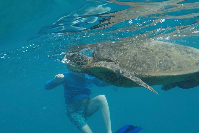 Snorkel & Swim With Turtles! Minutes From Waikiki - Positive Tour Experiences