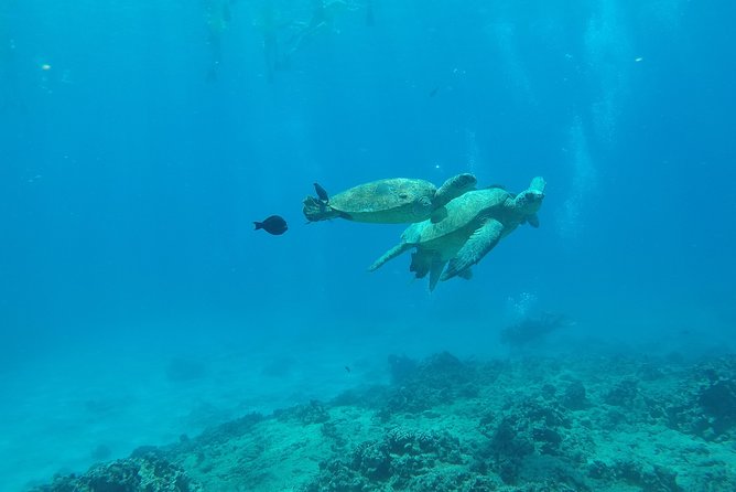 Snorkel & Swim With Turtles! Minutes From Waikiki - Comfortable and Luxurious Snorkeling Experience