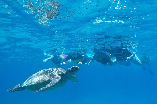 Snorkel & Swim With Turtles! Minutes From Waikiki - Snorkeling Equipment and Refreshments Included
