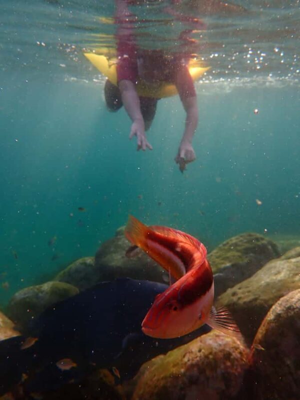 Snorkel Sydneys Stunning Marine Reserve on a Private Tour - Good To Know