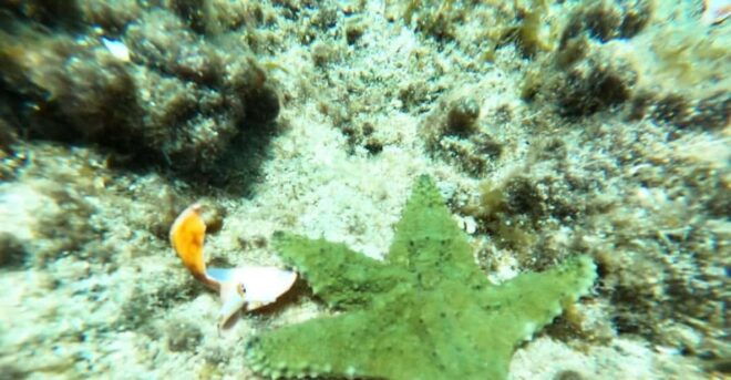 SNORKEL & TEQUILA TASTING - Inclusions and Exclusions