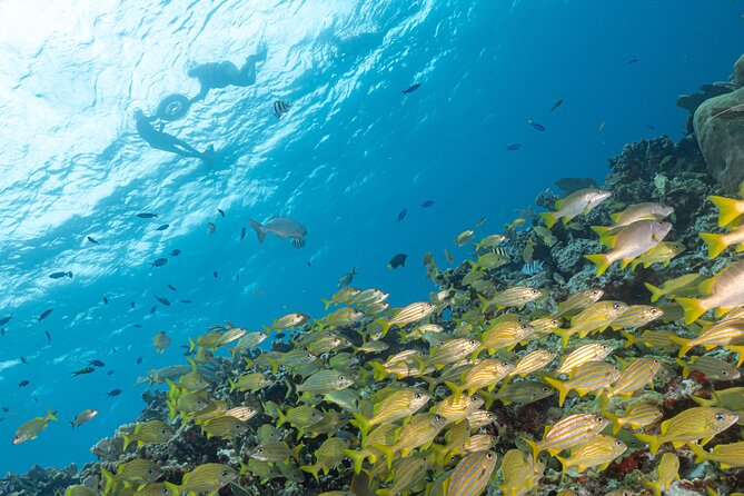 Snorkel Tour at Musa and Manchones Reef - Tour Overview