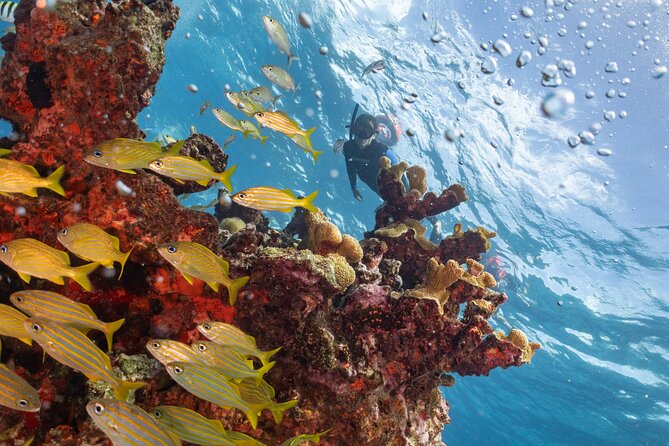 Snorkel Tour at Musa and Manchones Reef - Inclusions