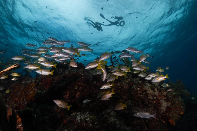 Snorkel Tour at Musa and Manchones Reef - Directions to Pocna Dive Center