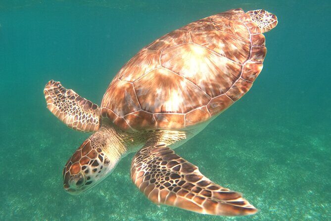Snorkel Tour on the Costa Maya with experienced Guid - Exploring the Snorkel Tour on the Costa Maya with an Experienced Guide