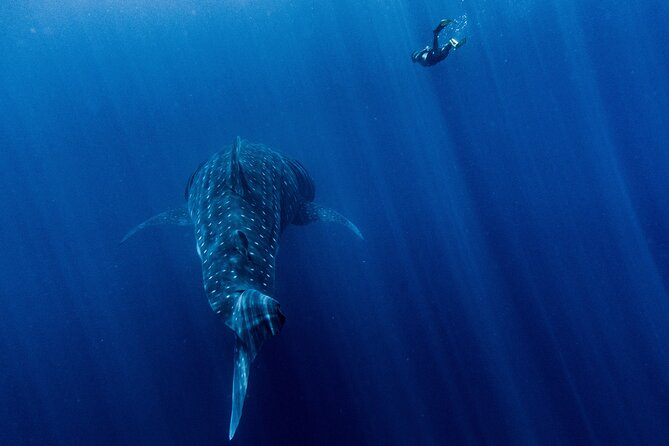 Snorkel Tour - San Jose Del Cabo - Inclusions