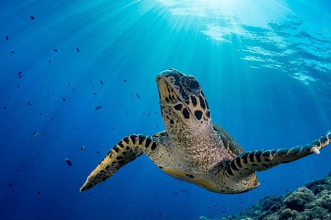 Snorkel Tour - San Jose Del Cabo - Meeting and Pickup