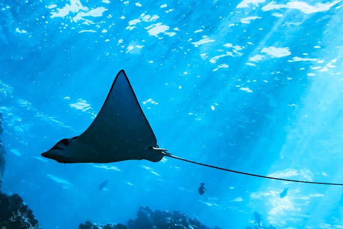 Snorkel Tour - San Jose Del Cabo - Directions