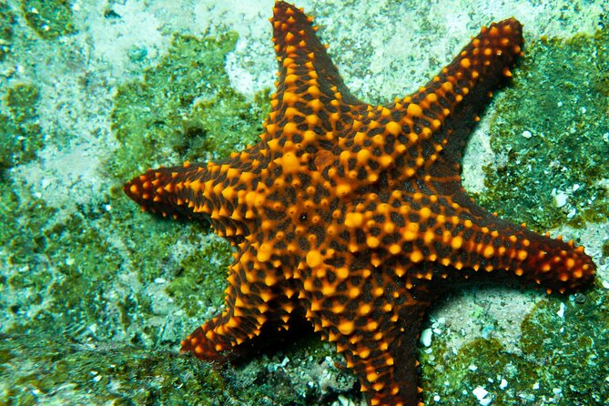 Snorkel Tour - San Jose Del Cabo - The Sum Up