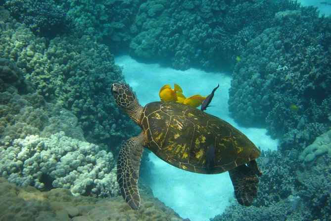 Snorkel Tour to Captain Cook Monument Kailua-Kona, Big Island - Dolphin Discoveries Experience