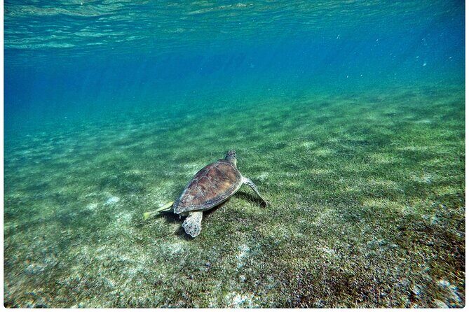 Snorkel Tour! Turtles & Underground Cenote from Playa del Carmen - The Tour Duration and Logistics