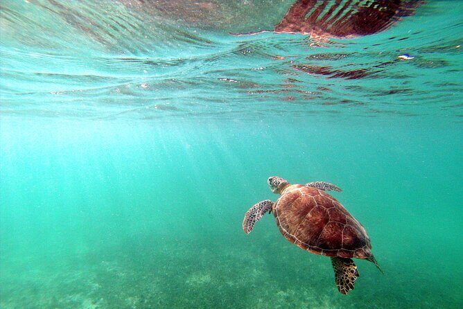 Snorkel Tour! Turtles & Underground Cenote from Playa del Carmen - The Overall Value