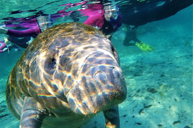 Snorkel Tour With the Manatee on Kings Bay, Crystal River - Inclusions and Services