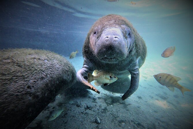 Snorkel Tour With the Manatee on Kings Bay, Crystal River - Meeting and Pickup