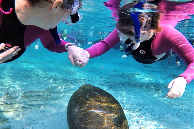 Snorkel Tour With the Manatee on Kings Bay, Crystal River - Expectations and Accessibility