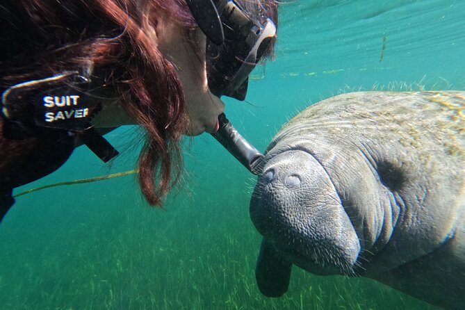 Snorkel Tour With the Manatee on Kings Bay, Crystal River - Cancellation Policy