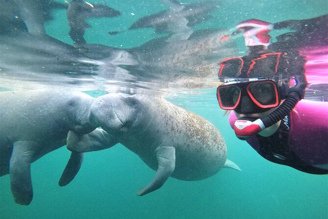 Snorkel Tour With the Manatee on Kings Bay, Crystal River - Use of Service Animals