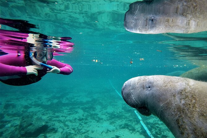 Snorkel Tour With the Manatee on Kings Bay, Crystal River - Physical Fitness Requirements