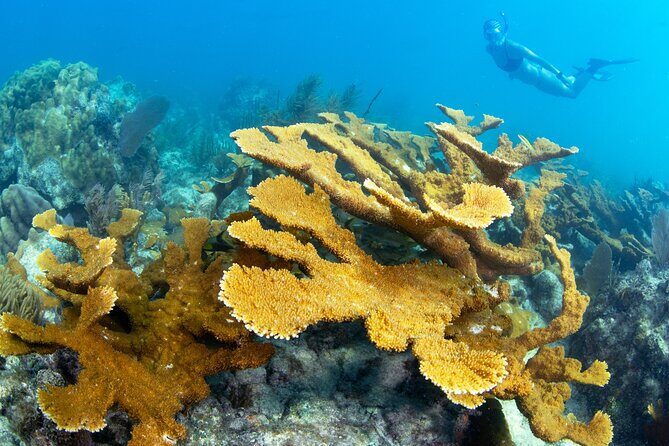 Snorkel Tours to Shallow Coral Reefs at Pennekamp Underwater Park - Frequently Asked Questions