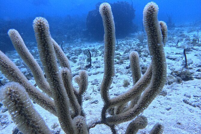 Snorkel trip + natural pool Bávaro - Final Words