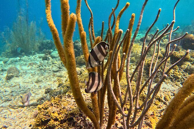 Snorkel Trip on a Catamaran Yacht All Inclusive Experience - FAQs