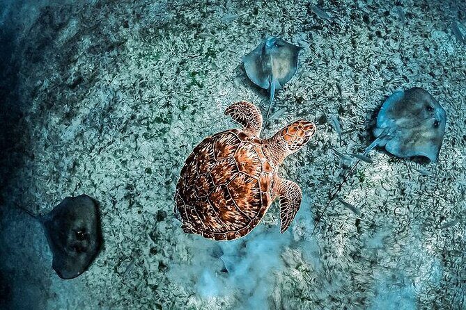 Snorkel Tulum: 2 reef point, 1 hour 20 minutes tour - Insights from Past Reviewers