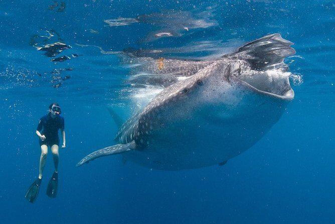 Snorkel with a Whale Shark In Los Cabos - An In-Depth Look at the Whale Shark Tour