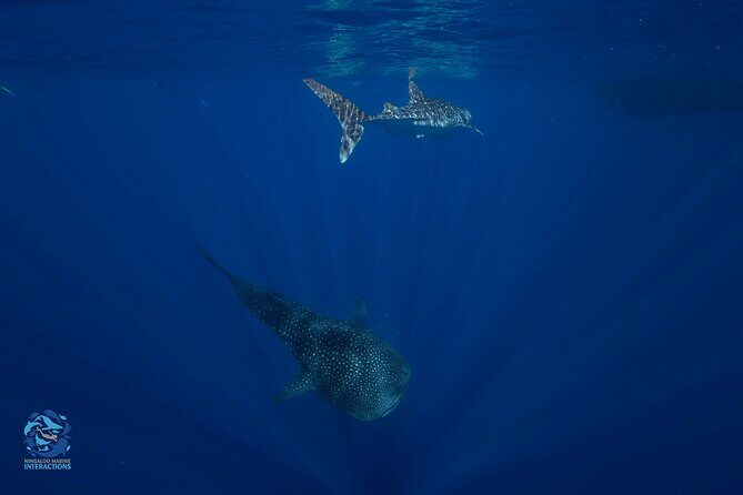 Snorkel with Giants at Ningaloo Reef - Practical Travel Details