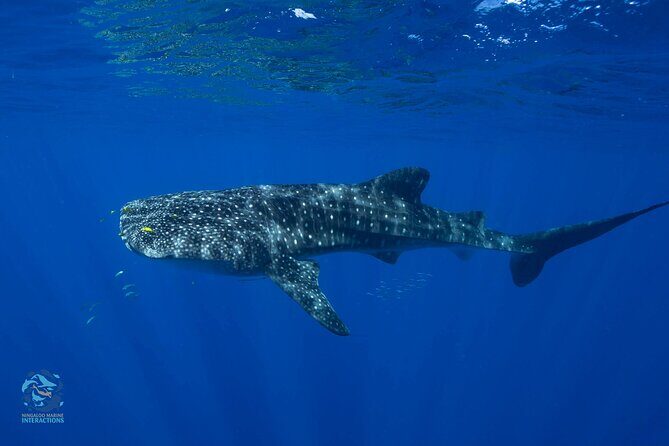 Snorkel with Giants at Ningaloo Reef - The Sum Up: Who Will Love This Tour?
