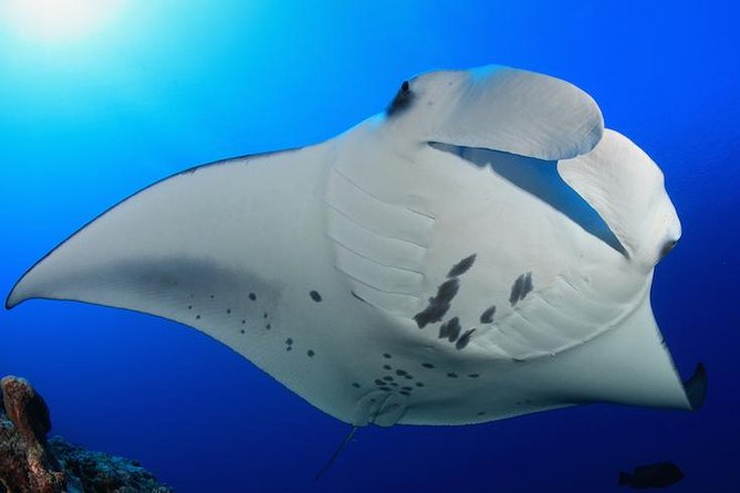Snorkel With Manta Rays Guaranteed - Snorkel Gear and Flotation Device