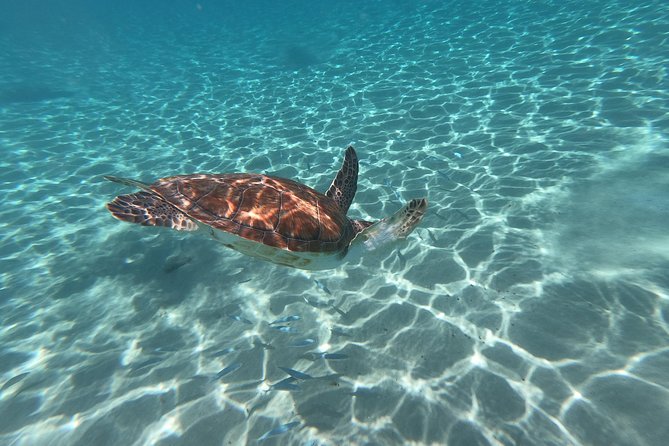 Snorkel With Sea Turtles - the Best Way to Spend a Day in Curacao! - Overview and Itinerary