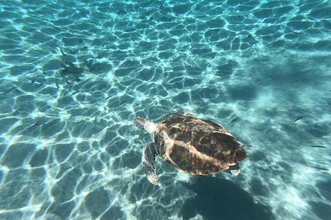 Snorkel With Sea Turtles - the Best Way to Spend a Day in Curacao! - Cancellation Policy