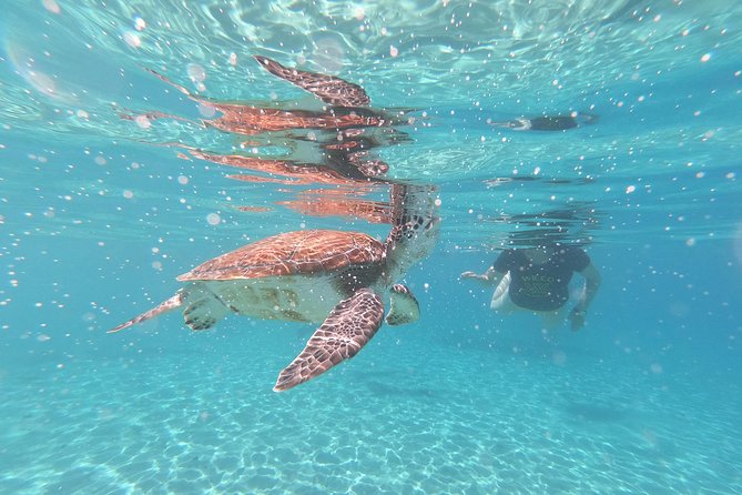 Snorkel With Sea Turtles - the Best Way to Spend a Day in Curacao! - Traveler Experiences - Positive Experiences