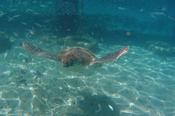 Snorkel With Sea Turtles - the Best Way to Spend a Day in Curacao! - Traveler Experiences - Crowded and Overpriced