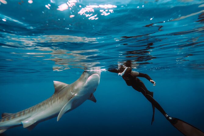 Snorkel With Sharks on the North Shore of Oahu - Safety First: Guided Snorkeling Tours