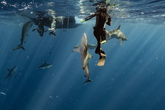 Snorkel With Sharks on the North Shore of Oahu - Common Questions