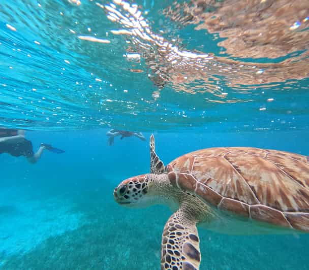 Snorkel With Tropical Fish, Reefs, and in Search of Turtles - Good To Know