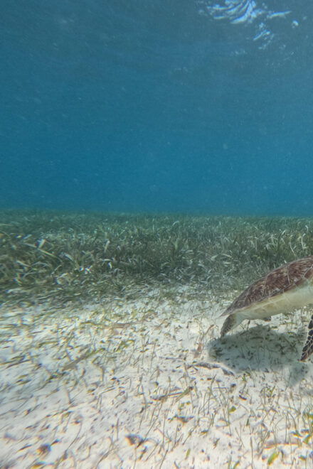 Snorkel With Tropical Fish, Reefs, and in Search of Turtles - Certified Guides Expertise