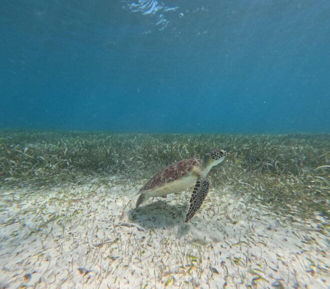 Snorkel With Tropical Fish, Reefs, and in Search of Turtles - Dining Options