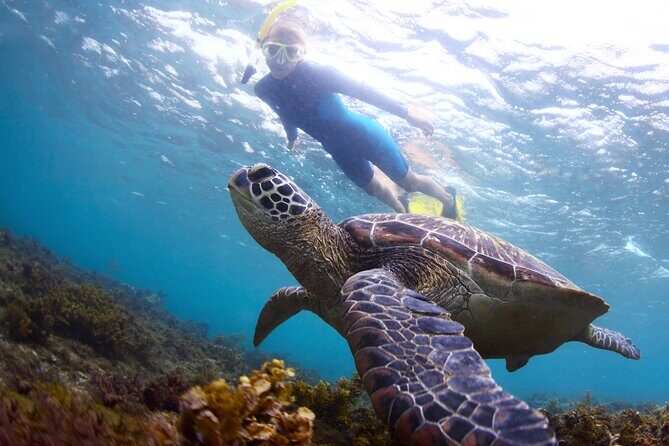 Snorkel with Turtles - Good To Know