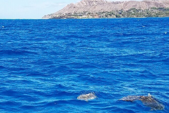 Snorkel with Turtles - Who Is This Tour Best For?