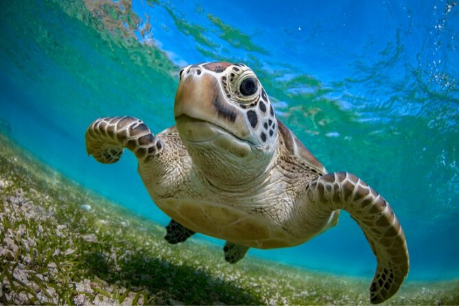 Snorkel With Turtles and Cenotes - Cenote Access and Ticket