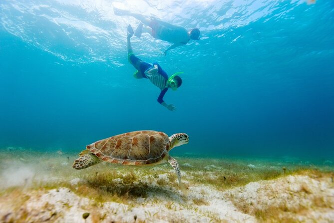 Snorkel With Turtles and Cenotes - The Sum Up